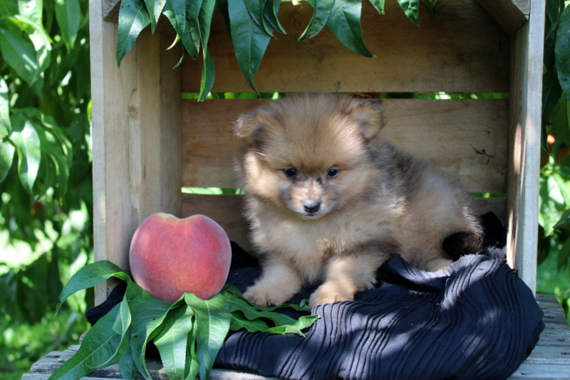puppy, for, sale, Pomeranian, Matthew B. Stoltzfus, dog, breeder, Gap, PA, dog-breeder, puppy-for-sale, forsale, nearby, find, puppyfind, locator, puppylocator, aca